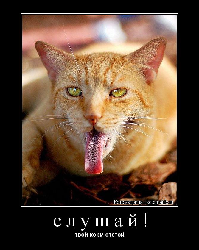 Котоматрица: слушай! твой корм отстой