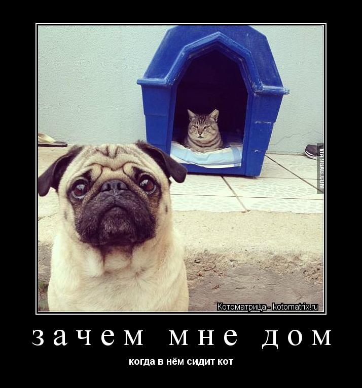 зачем мне дом когда в нём сидит кот... Котоматрица: зачем мне дом когда в нём сидит кот
