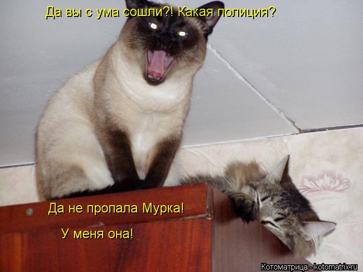 Да вы с ума сошли?! Какая полиция? Да не пропала Мурка! У меня она!... Котоматрица: Да вы с ума сошли?! Какая полиция? Да не пропала Мурка! У меня она!