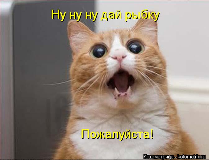Котоматрица: Ну ну ну дай рыбку Пожалуйста!
