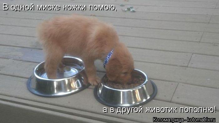 В одной миске ножки помою, а в другой животик пополню!... Котоматрица: В одной миске ножки помою, а в другой животик пополню!