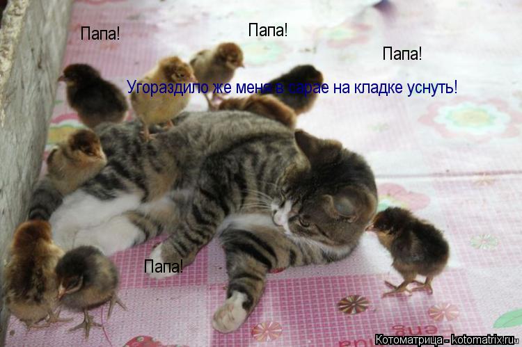 Котоматрица: Папа! Папа! Папа! Папа! Угораздило же меня в сарае на кладке уснуть!