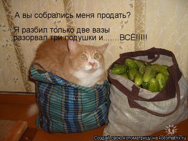 Котоматрица: А вы собрались меня продать?  Я разбил только две вазы ,разорвал три подушки и.......ВСЁ!!!!!