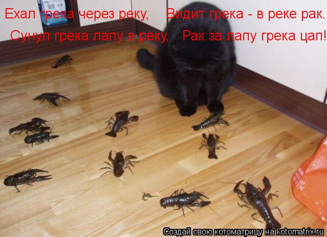 Ехал грека через реку, Видит грека - в реке рак. Сунул грека лапу в реку, Рак за лапу грека... Котоматрица: Ехал грека через реку, Видит грека - в реке рак. Сунул грека лапу в реку, Рак за лапу грека цап!