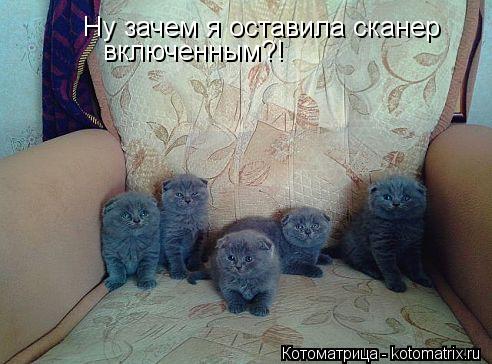 Ну зачем я оставила сканер включенным?!... Котоматрица: Ну зачем я оставила сканер включенным?!