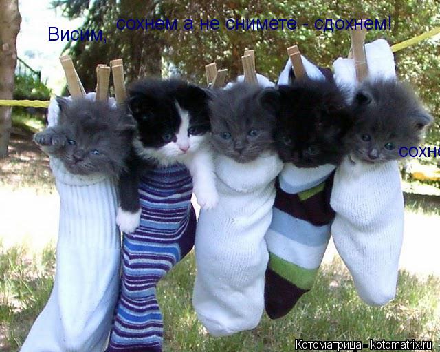 Висим, сохнем а не снимете - сдохнем! сохнем а не снимете - сдохнем!... Котоматрица: Висим, сохнем а не снимете - сдохнем! сохнем а не снимете - сдохнем!