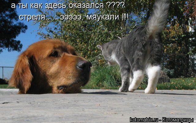 а ты как здесь оказался ???? стреля..... эээээ, мяукали !!!... Котоматрица: а ты как здесь оказался ???? стреля..... эээээ, мяукали !!!