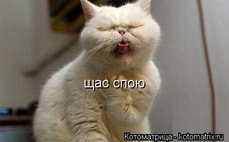 Котоматрица: щас спою