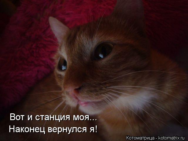 Котоматрица: Вот и станция моя... Наконец вернулся я!