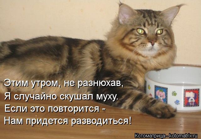 Этим утром, не разнюхав, Я случайно скушал муху. Если это повторится - Нам придется разводиться!... Котоматрица: Этим утром, не разнюхав, Я случайно скушал муху. Если это повторится - Нам придется разводиться!
