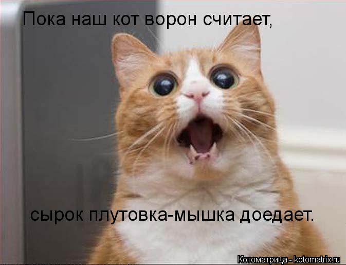 Котоматрица: Пока наш кот ворон считает, сырок плутовка-мышка доедает.