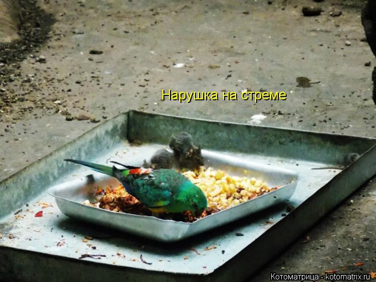 Нарушка на стреме... Котоматрица: Нарушка на стреме