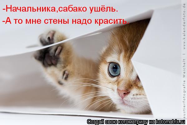 -Начальника,сабако ушёль. -А то мне стены надо красить.... Котоматрица: -Начальника,сабако ушёль. -А то мне стены надо красить.