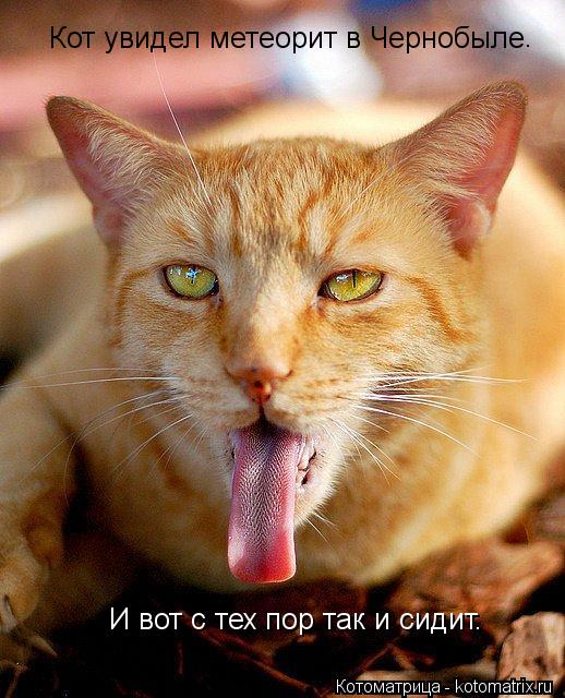 Кот увидел метеорит в Чернобыле . И вот с тех пор так и сидит.... Котоматрица: Кот увидел метеорит в Чернобыле . И вот с тех пор так и сидит.