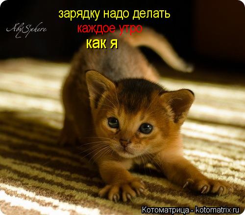 зарядку надо делать каждое утро как я... Котоматрица: зарядку надо делать каждое утро как я