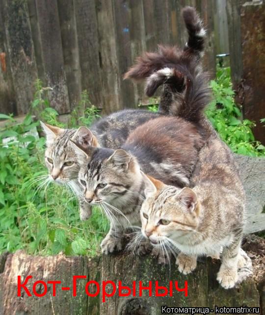 Котоматрица: Кот-Горыныч