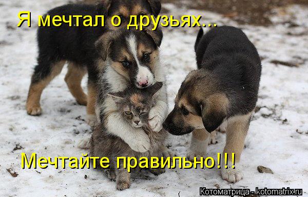Я мечтал о друзьях... Мечтайте правильно!!!... Котоматрица: Я мечтал о друзьях... Мечтайте правильно!!!