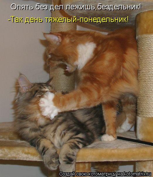 Котоматрица: Опять без дел лежишь,бездельник! -Так день тяжелый-понедельник!