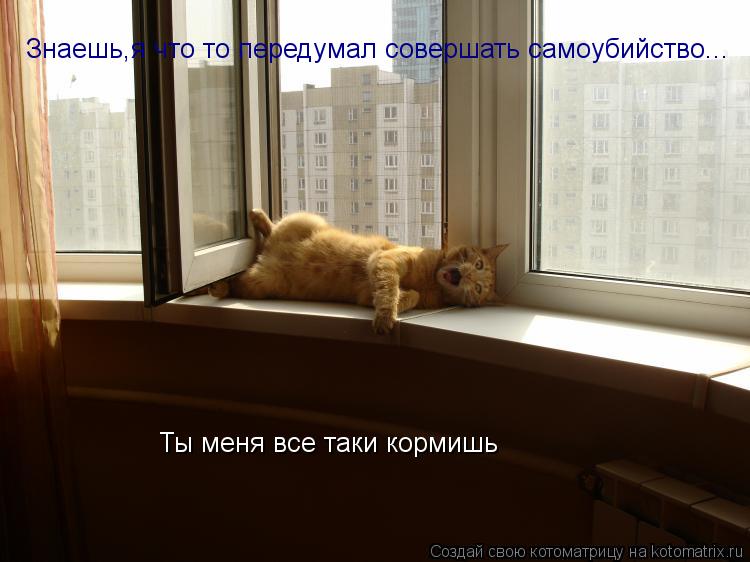 Котоматрица: Знаешь,я что то передумал совершать самоубийство... Ты меня все таки кормишь