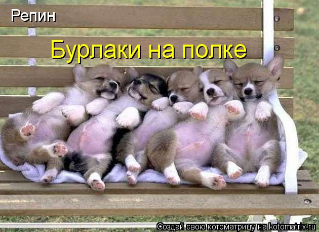 Котоматрица: Бурлаки на полке Репин