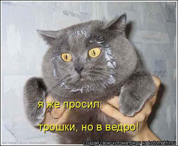 Котоматрица: я же просил: трошки, но в ведро!