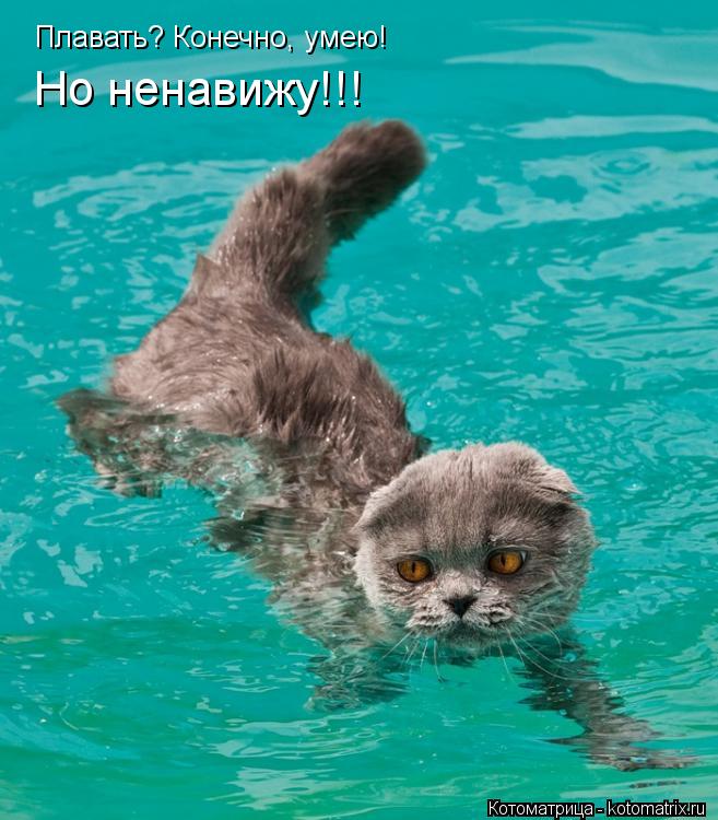 Котоматрица: Плавать? Конечно, умею!  Но ненавижу!!!