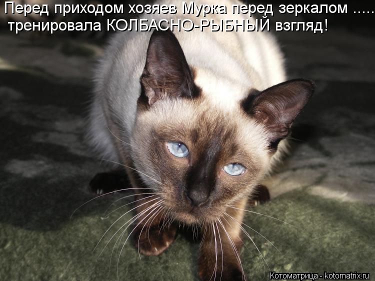 Перед приходом хозяев Мурка перед зеркалом ..... тренировала КОЛБАСНО-РЫБНЫЙ взгляд!... Котоматрица: Перед приходом хозяев Мурка перед зеркалом ..... тренировала КОЛБАСНО-РЫБНЫЙ взгляд!