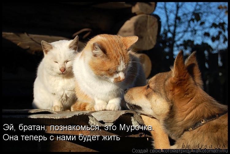 Эй, братан, познакомься, это Мурочка. Она теперь с нами будет жить... Котоматрица: Эй, братан, познакомься, это Мурочка. Она теперь с нами будет жить
