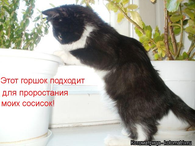 Этот горшок подходит для проростания моих сосисок!... Котоматрица: Этот горшок подходит для проростания моих сосисок!