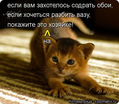 Котоматрица: если вам захотелось содрать обои, если хочеться разбить вазу, покажите это хозяйке! ^ на
