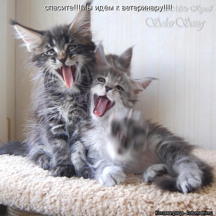 спасите!!!Мы идём к ветеринару!!!!... Котоматрица: спасите!!!Мы идём к ветеринару!!!!