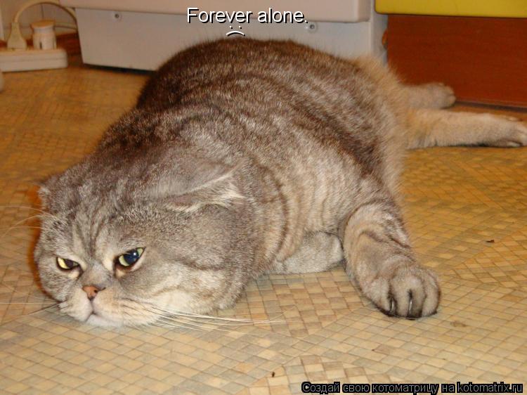 Forever alone. :(... Котоматрица: Forever alone. :(