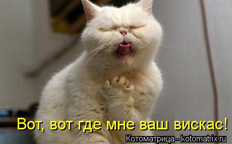 Котоматрица: Вот, вот где мне ваш вискас!