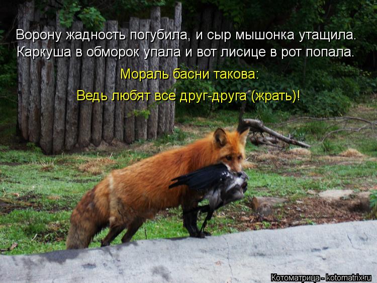 Ворону жадность погубила, и сыр мышонка утащила. Каркуша в обморок упала и вот лисице в рот попала. М... Котоматрица: Ворону жадность погубила, и сыр мышонка утащила. Каркуша в обморок упала и вот лисице в рот попала. Мораль басни такова: Ведь любят все друг-