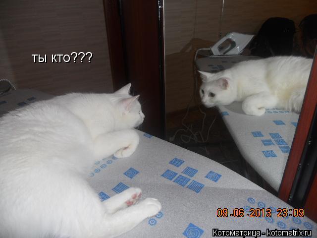 Котоматрица: ты кто???