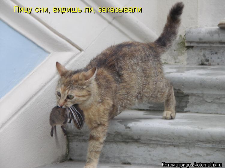 Котоматрица: Пицу они, видишь ли, заказывали