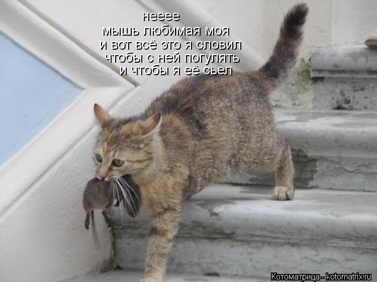 нееее мышь любимая моя и вот всё это я словил чтобы с ней погулять и чтобы я её сьел... Котоматрица: нееее мышь любимая моя и вот всё это я словил чтобы с ней погулять и чтобы я её сьел