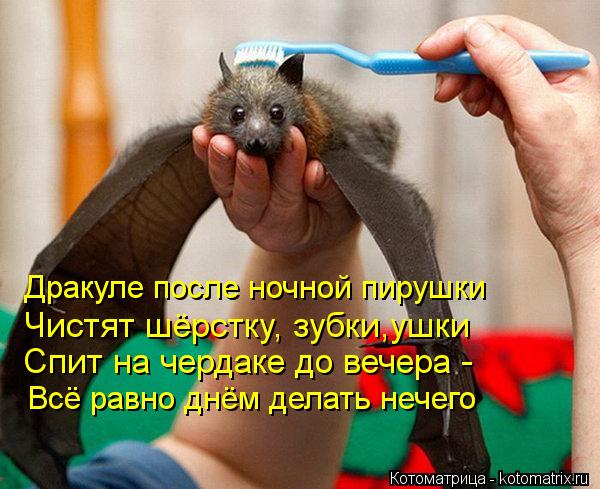 Дракуле после ночной пирушки Чистят шёрстку, зубки,ушки Спит на чердаке до вечера - Всё равно днём де... Котоматрица: Дракуле после ночной пирушки Чистят шёрстку, зубки,ушки Спит на чердаке до вечера - Всё равно днём делать нечего