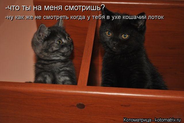 -что ты на меня смотришь? -ну как же не смотреть когда у тебя в ухе кошачий лоток... Котоматрица: -что ты на меня смотришь? -ну как же не смотреть когда у тебя в ухе кошачий лоток