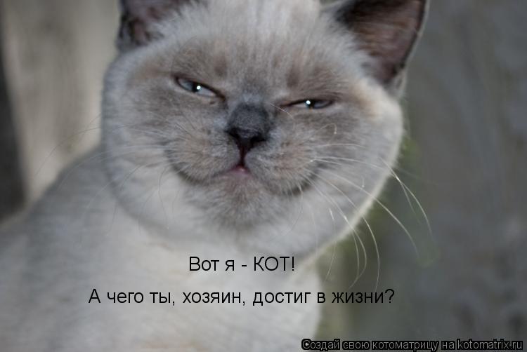 Вот я - КОТ! А чего ты, хозяин, достиг в жизни?... Котоматрица: Вот я - КОТ! А чего ты, хозяин, достиг в жизни?