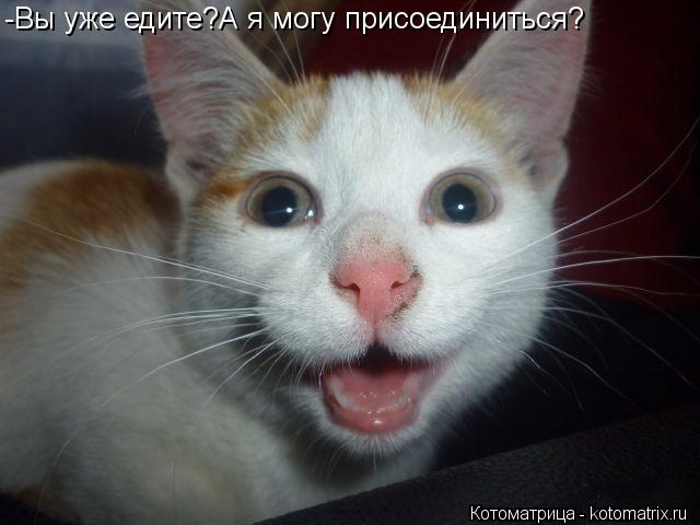 -Вы уже едите?А я могу присоединиться?... Котоматрица: -Вы уже едите?А я могу присоединиться?