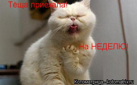 Котоматрица: Тёща приехала! На НЕДЕЛЮ!