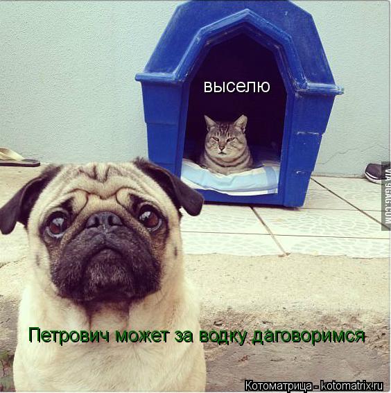 Котоматрица: выселю выселю  Петрович может за водку даговоримся