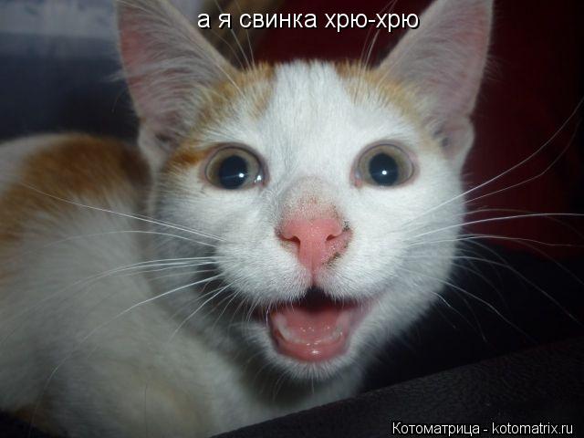 а я свинка хрю-хрю... Котоматрица: а я свинка хрю-хрю