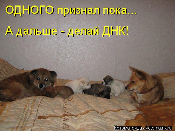 ОДНОГО признал пока... А дальше - делай ДНК!... Котоматрица: ОДНОГО признал пока... А дальше - делай ДНК!