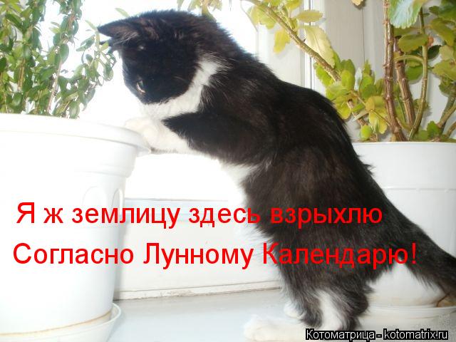 Котоматрица: Я ж землицу здесь взрыхлю Согласно Лунному Календарю!