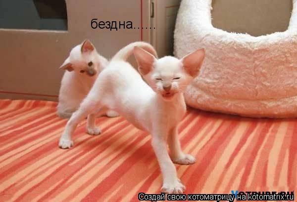 бездна...... бездна......... Котоматрица: бездна...... бездна......