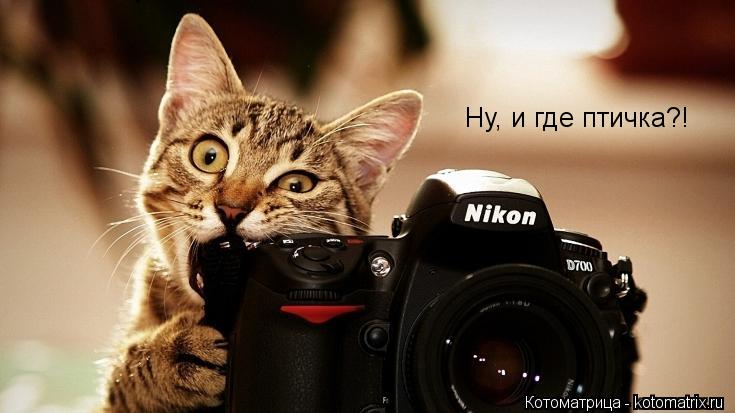 Ну, и где птичка?!... Котоматрица: Ну, и где птичка?!