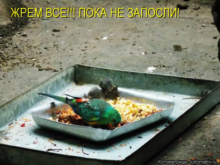 ЖРЕМ ВСЕ!!! ПОКА НЕ ЗАПОСЛИ!... Котоматрица: ЖРЕМ ВСЕ!!! ПОКА НЕ ЗАПОСЛИ!