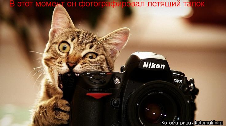 В этот момент он фотографировал летящий тапок... Котоматрица: В этот момент он фотографировал летящий тапок